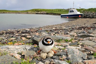 Ringed Plover