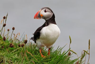 Puffin