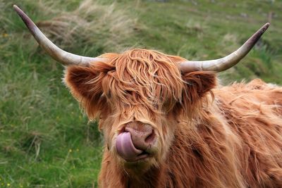 Highland Cattle