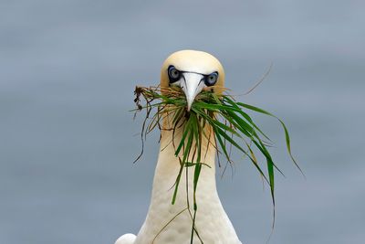 Gannet
