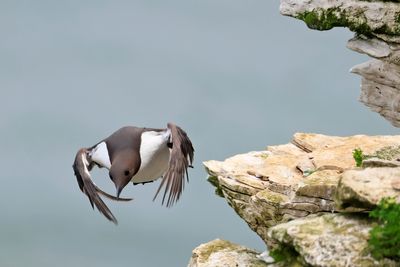 Guillemot