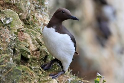 Guillemot