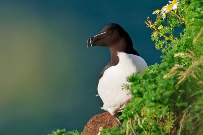 Razorbill