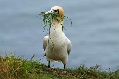 Gannet