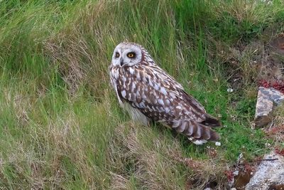 Short-eared Owl
