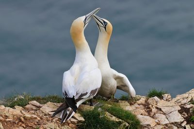 Gannets