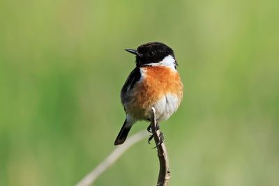 Stonechat