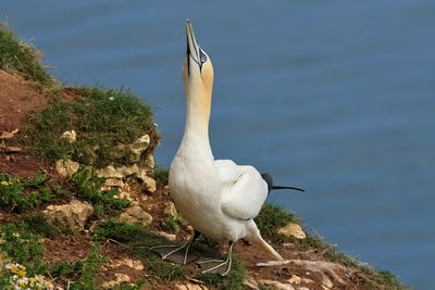 Gannet