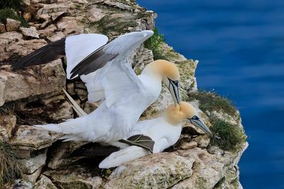 Gannets