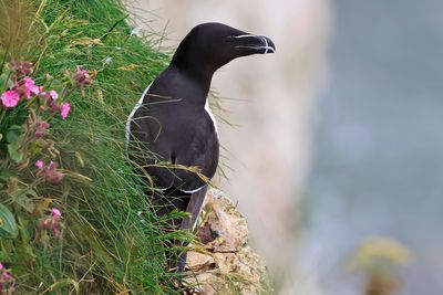 Razorbill