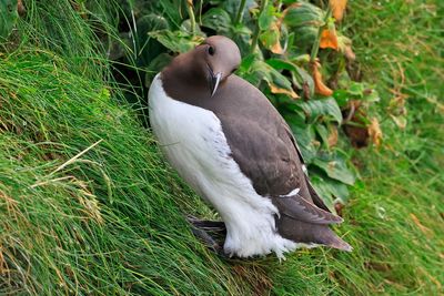 Guillemot