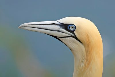 Gannet