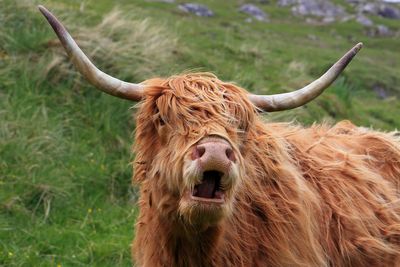 Highland Cattle