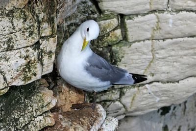 Kittiwake