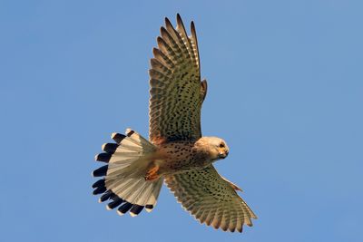 Kestrel