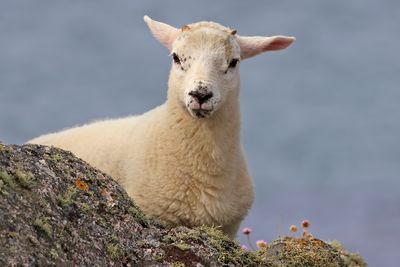The white lamb