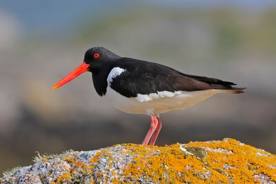 Oystercatcher