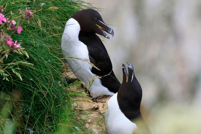 Razorbills