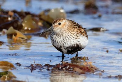 Dunlin