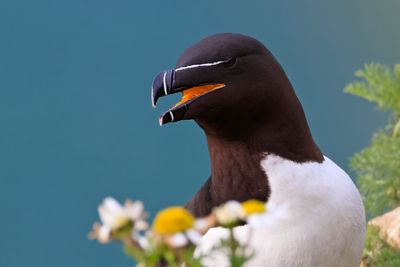 Razorbill