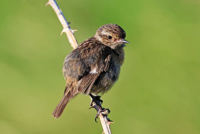 Stonechat (female)