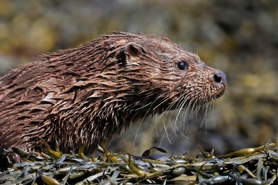 Otter