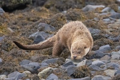 Otter