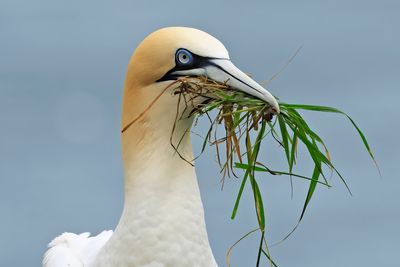 Gannet