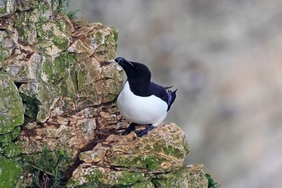 Razorbill