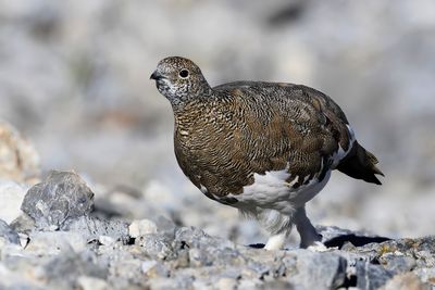 Ptarmigan