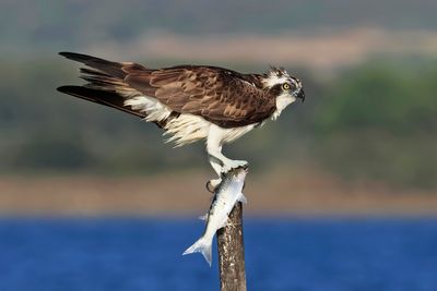 Sardegna 2024