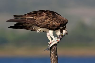 Osprey
