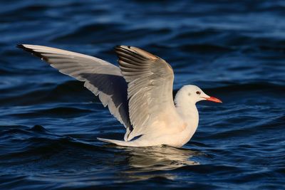 Slender-billed Gull