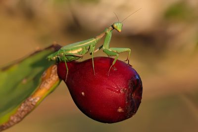 Praying Mantis
