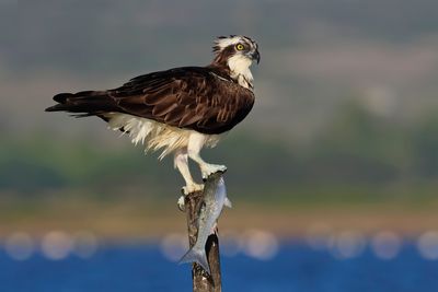 Osprey