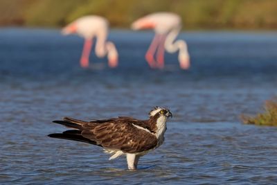 Osprey with flamingoes