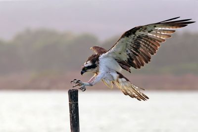 Osprey