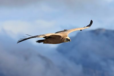 Griffon Vulture