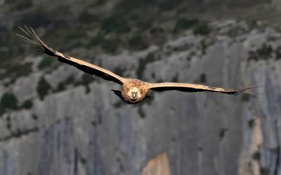 Griffon Vulture