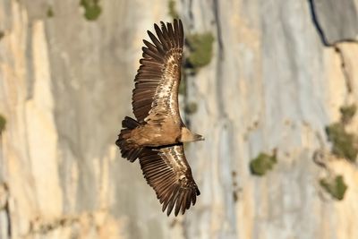 Griffon Vulture