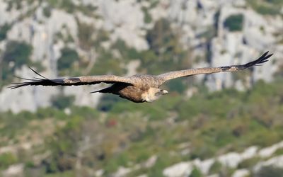 Griffon Vulture