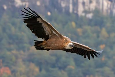 Griffon Vulture