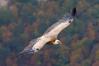 Griffon Vulture