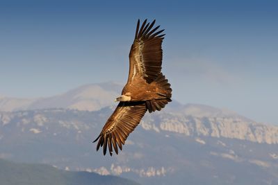 Griffon Vulture