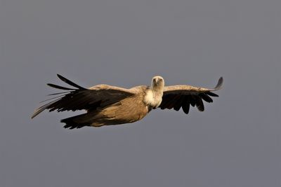 Griffon Vulture