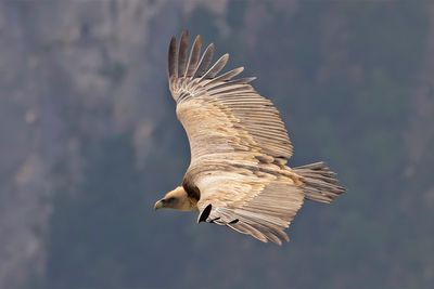 Griffon Vulture