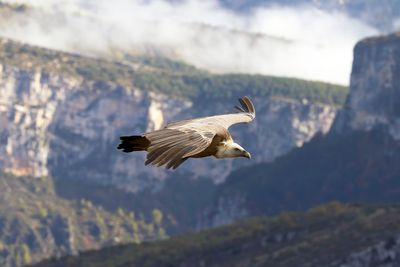 Griffon Vulture
