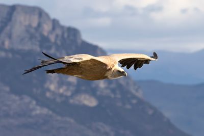 Griffon Vulture