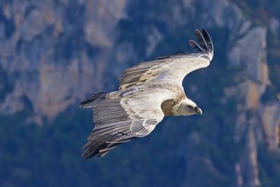 Griffon Vulture