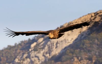 Griffon Vulture